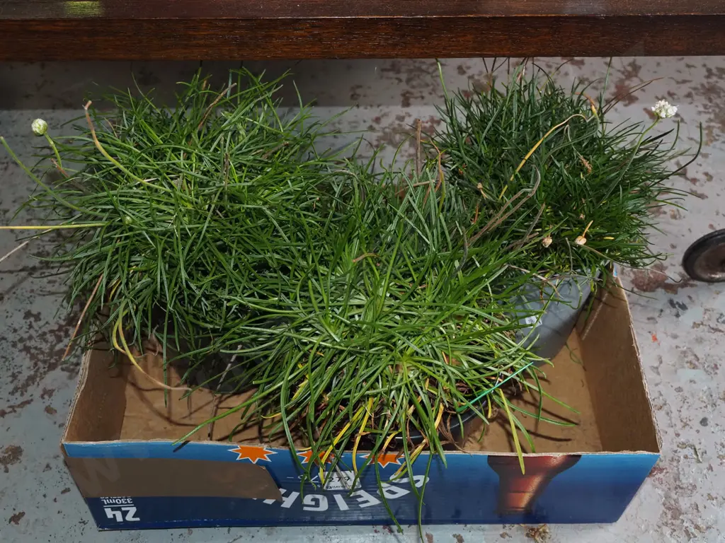 3x potted Amerias Image 1++