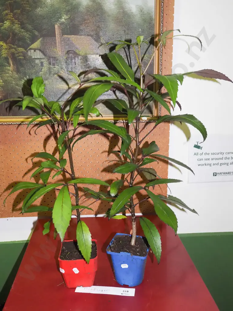 2x potted five fingers Image 1++