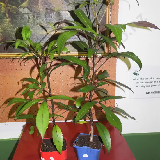 2x potted five fingers