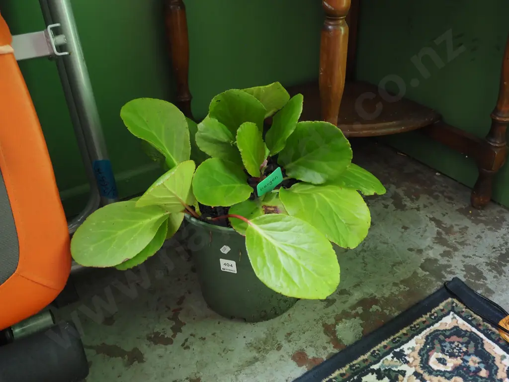 potted bergen Image 1++