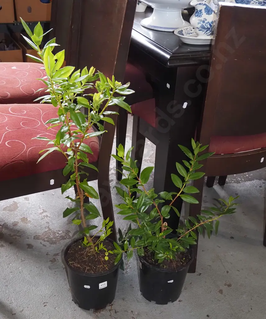 2x potted pohutukawa Image 1++