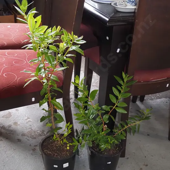 2x potted pohutukawa