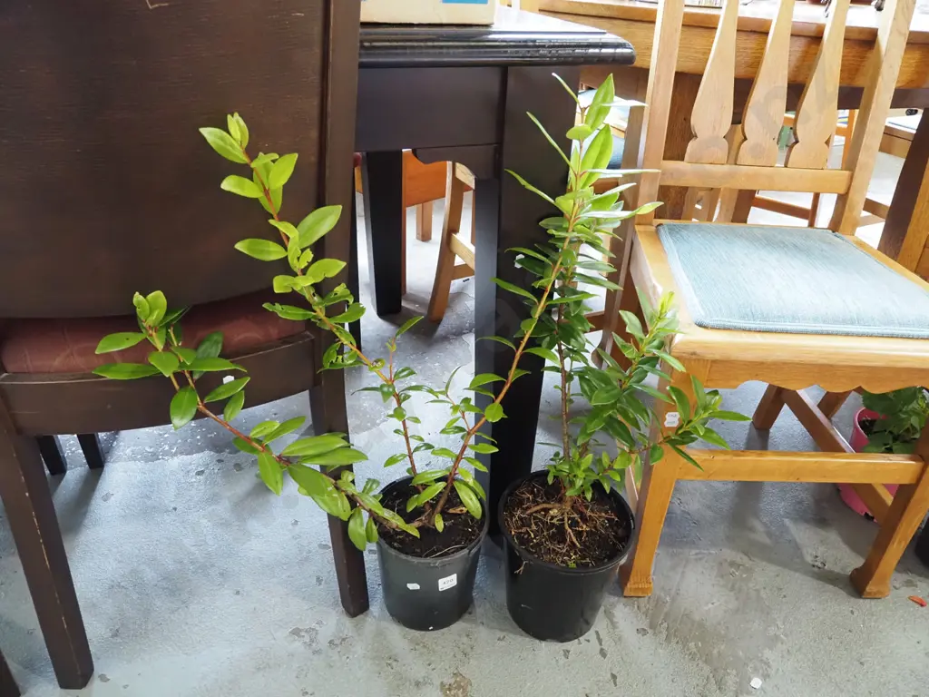 2x potted pohutukawa Image 1++