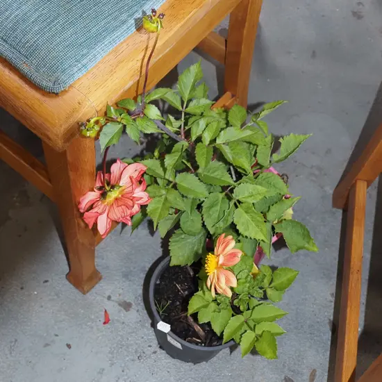 2x potted dahlias