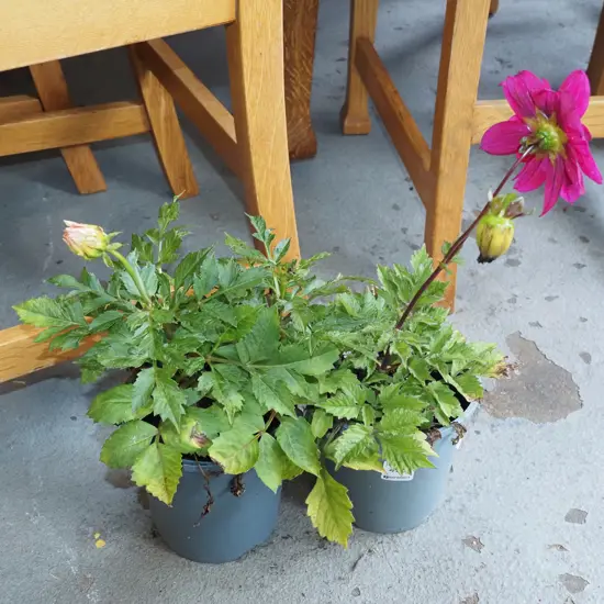 2x potted dahlias