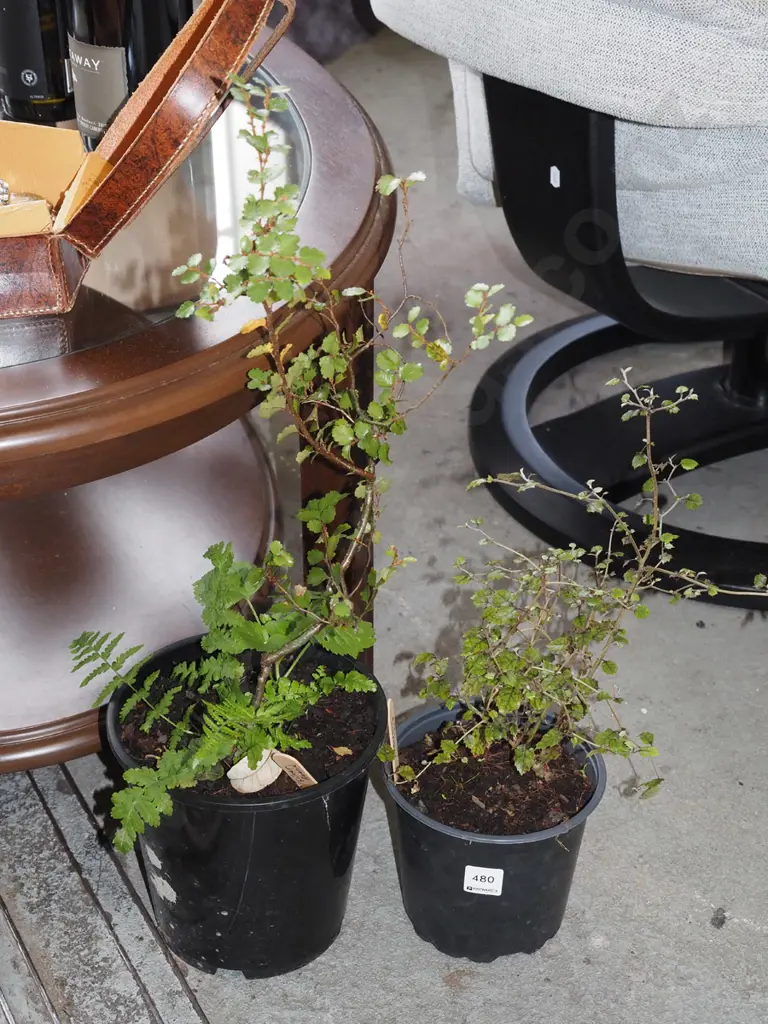 potted marble leaf, silver beech Image 1++