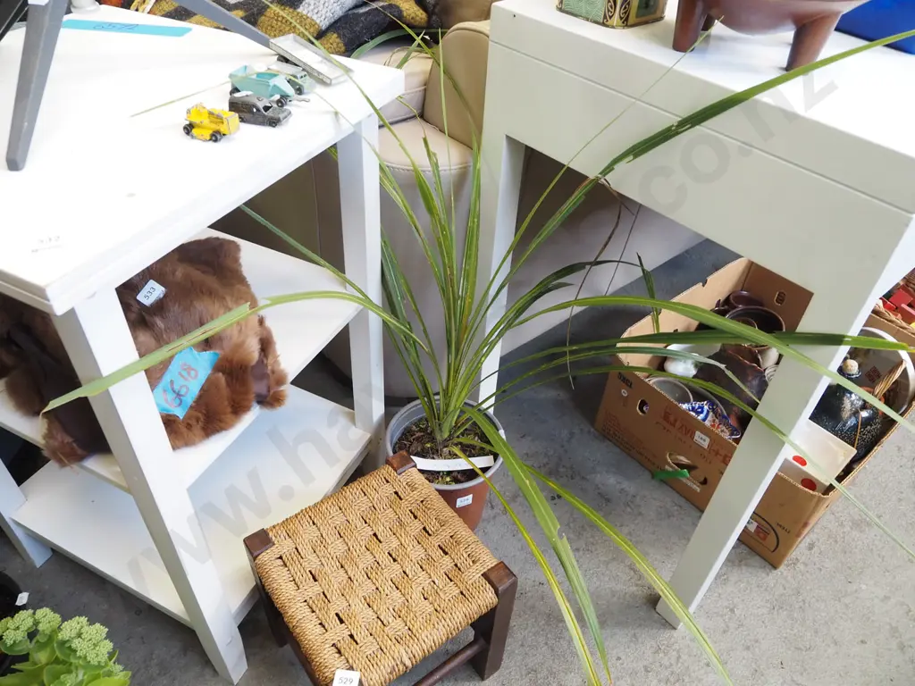 potted cabbage tree Image 1++