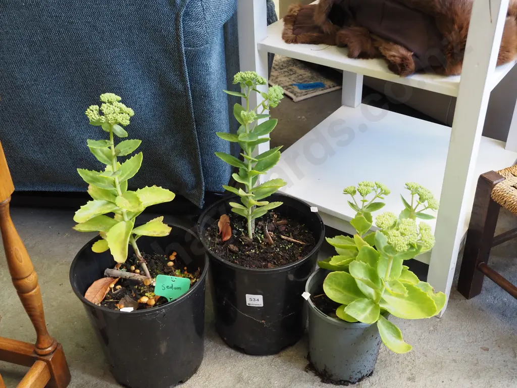 3x potted sedum Image 1++