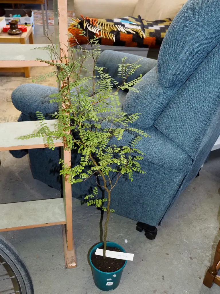 potted kowhai Image 1++