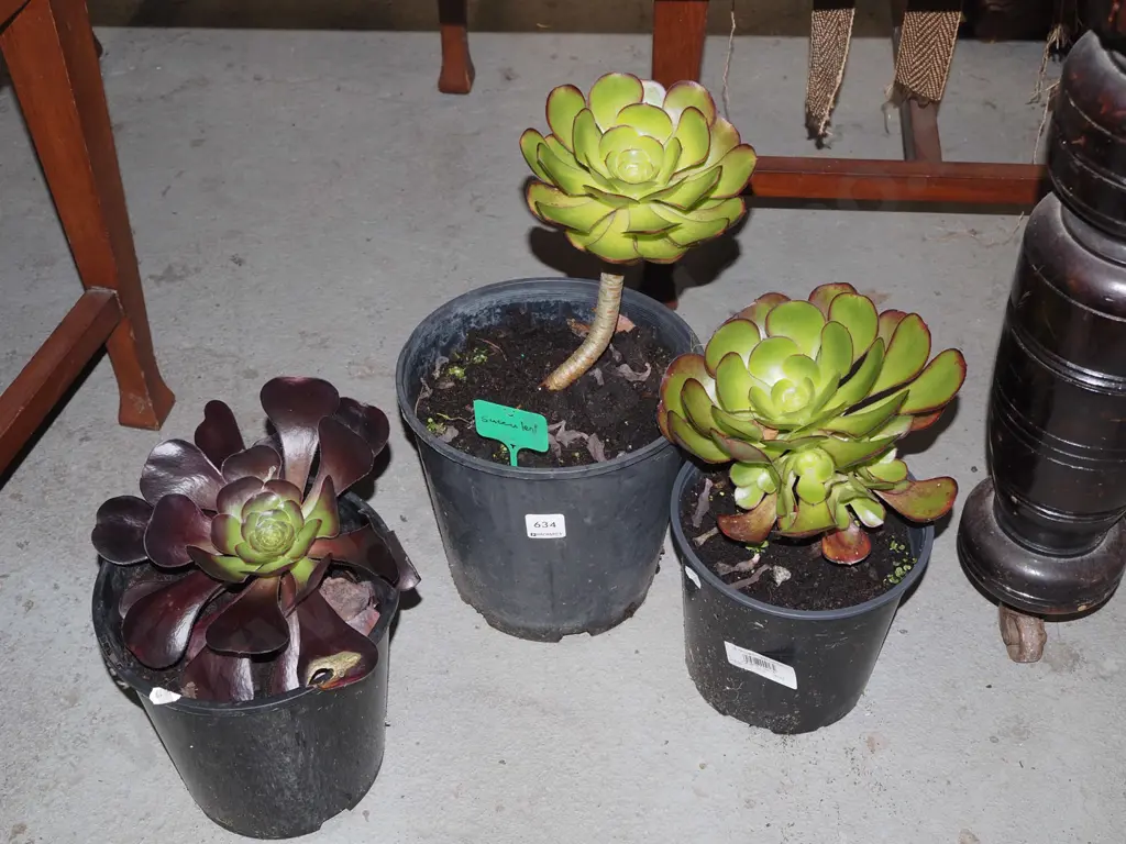 3x potted succulents Image 1++