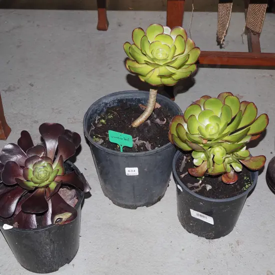3x potted succulents