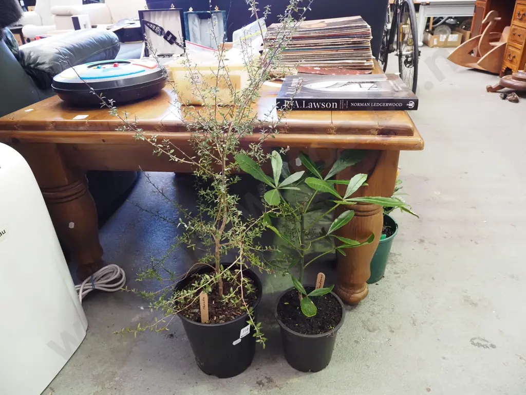 potted manuka, pseudopanax Image 1++