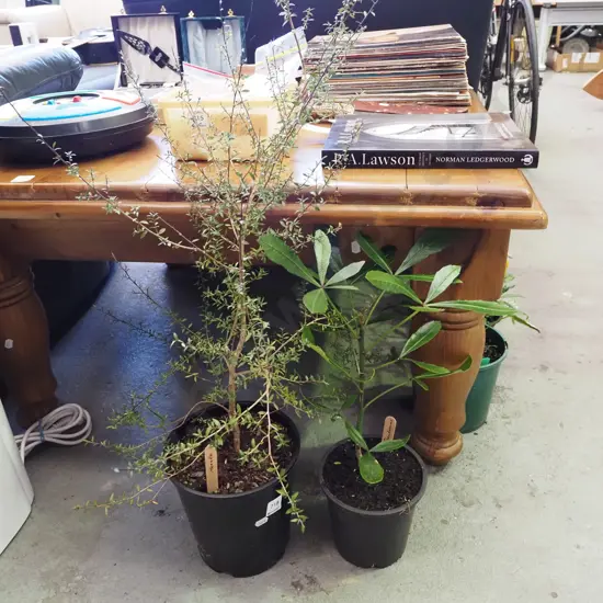 potted manuka, pseudopanax