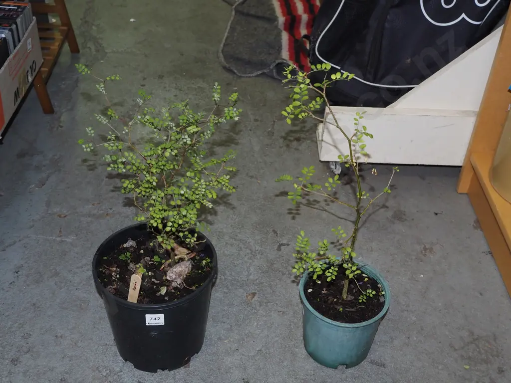 potted kowhai 2x Image 1++