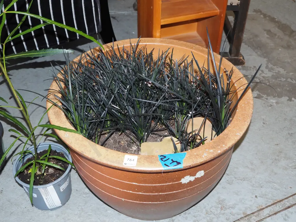 terracotta garden planter and mondo grass H320 Diam 480 planter Image 1++