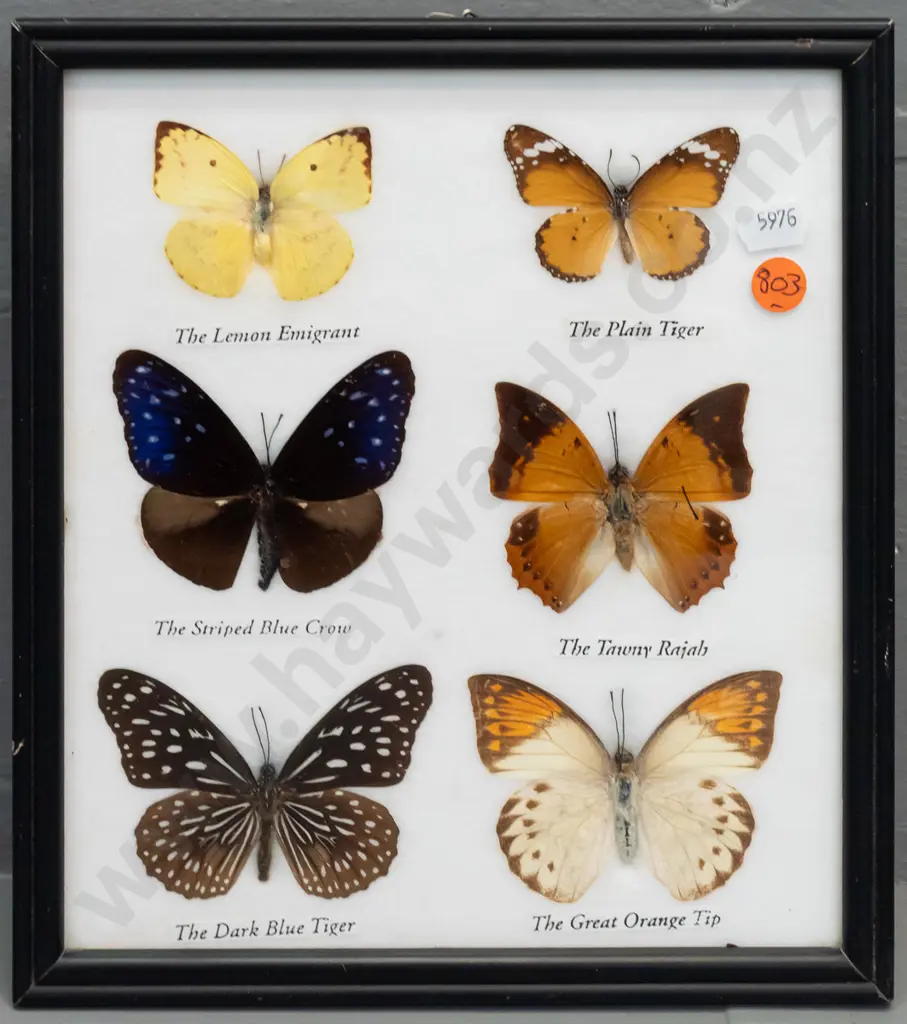 framed group of 6 butterflies pressed in white backing material - minor wear to frame H-250 W-220 Image 1++