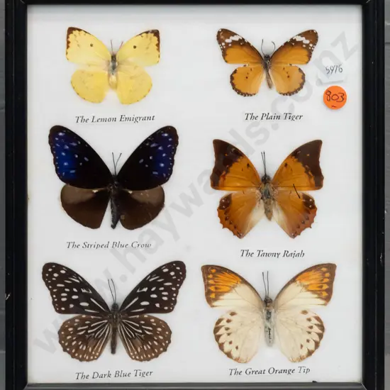framed group of 6 butterflies pressed in white backing material - minor wear to frame H-250 W-220
