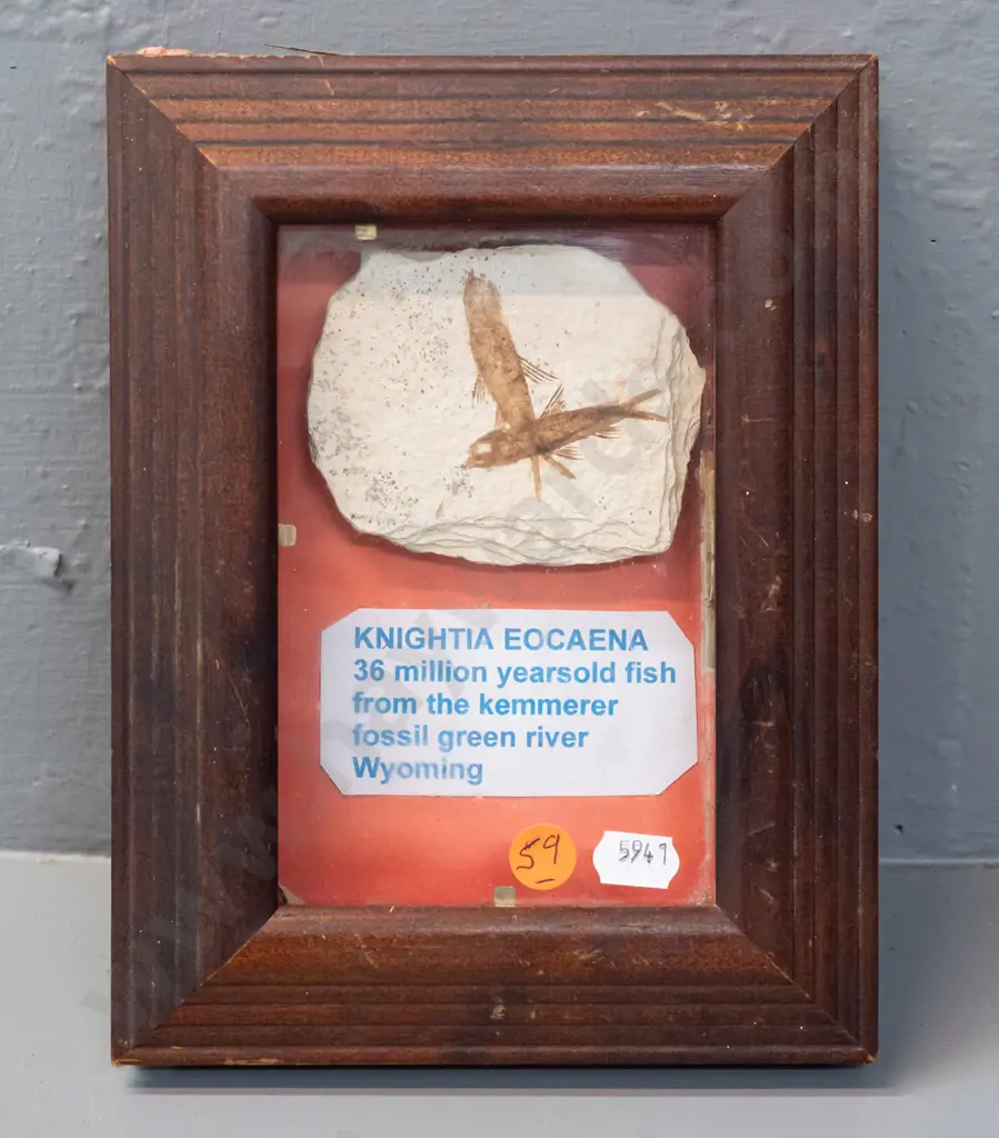 framed Knightia Eocaena fish fossil in stone - some cardboard edge lining has come away inside frame H-220 W-170 Image 1++