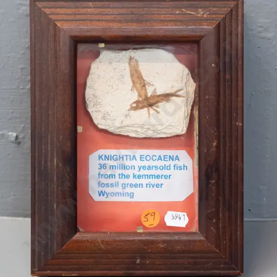 framed Knightia Eocaena fish fossil in stone - some cardboard edge lining has come away inside frame H-220 W-170