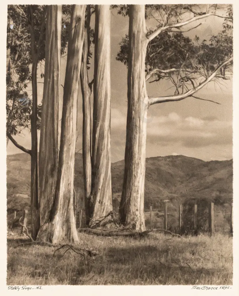 George Chance unframed vintage black & white photograph, "Stately Gums", H-260 W-210 Image 1++