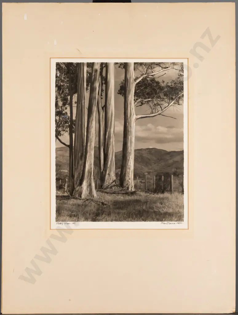 George Chance unframed vintage black & white photograph, "Stately Gums", H-260 W-210 Image 1++