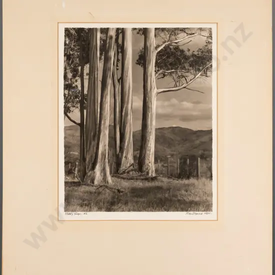 George Chance unframed vintage black & white photograph, "Stately Gums", H-260 W-210