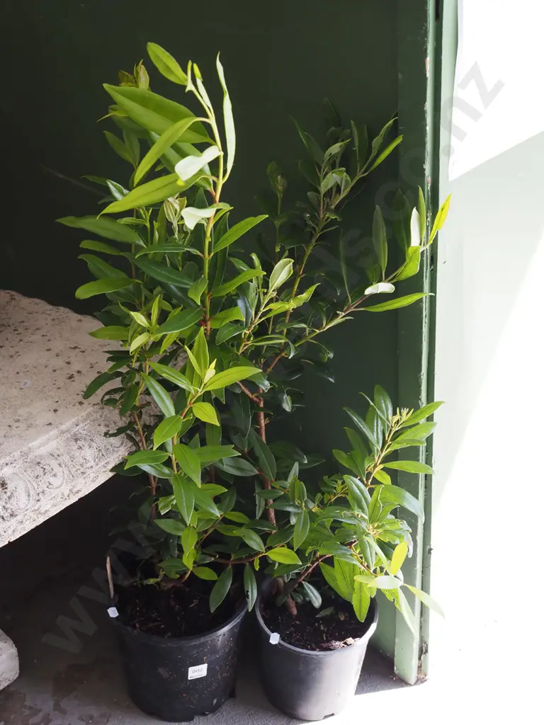 2x potted pohutukawa Image 1++