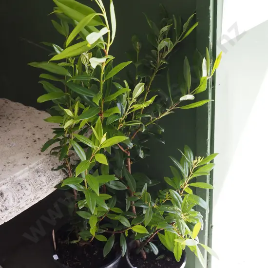 2x potted pohutukawa