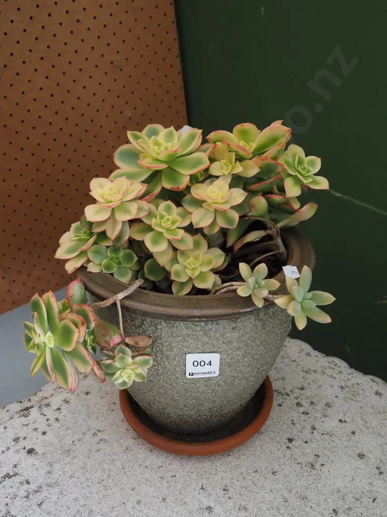 potted succulent Image 1++