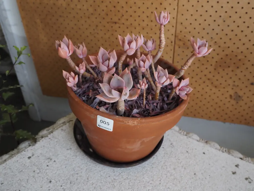 terracotta planter and succulents Image 1++