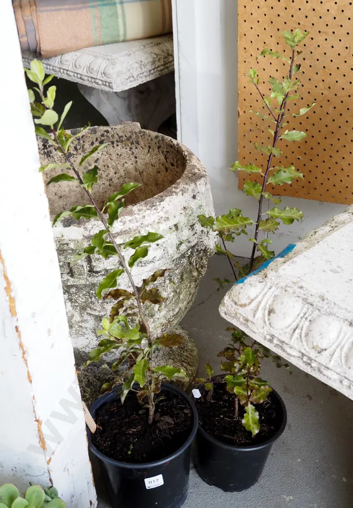 2x potted koro Image 1++