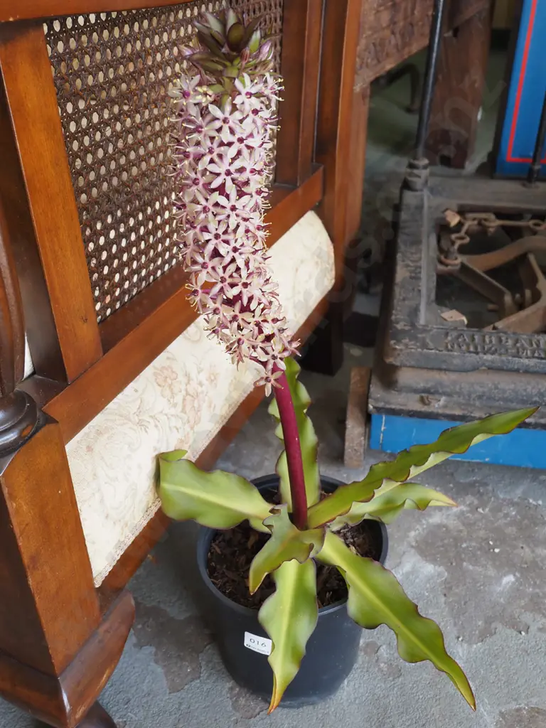 potted pineapple plant Image 1++