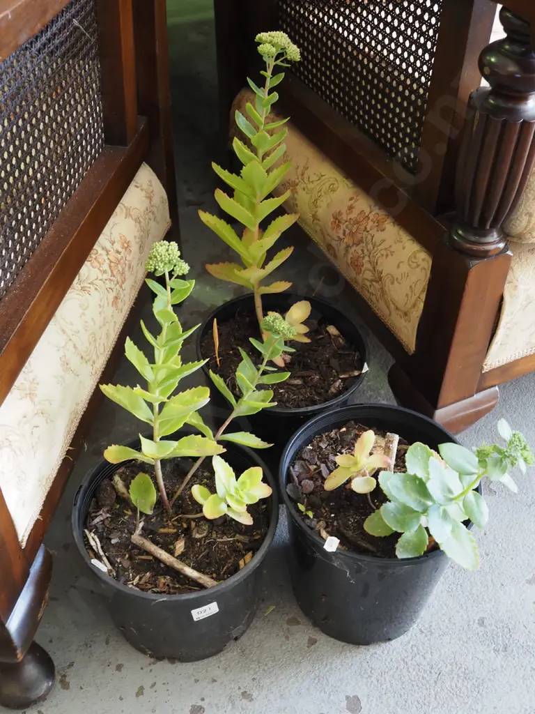 3x potted sedums Image 1++