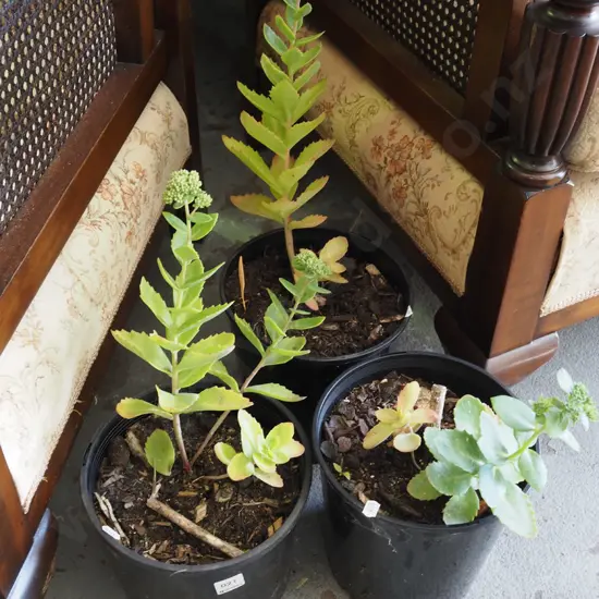 3x potted sedums
