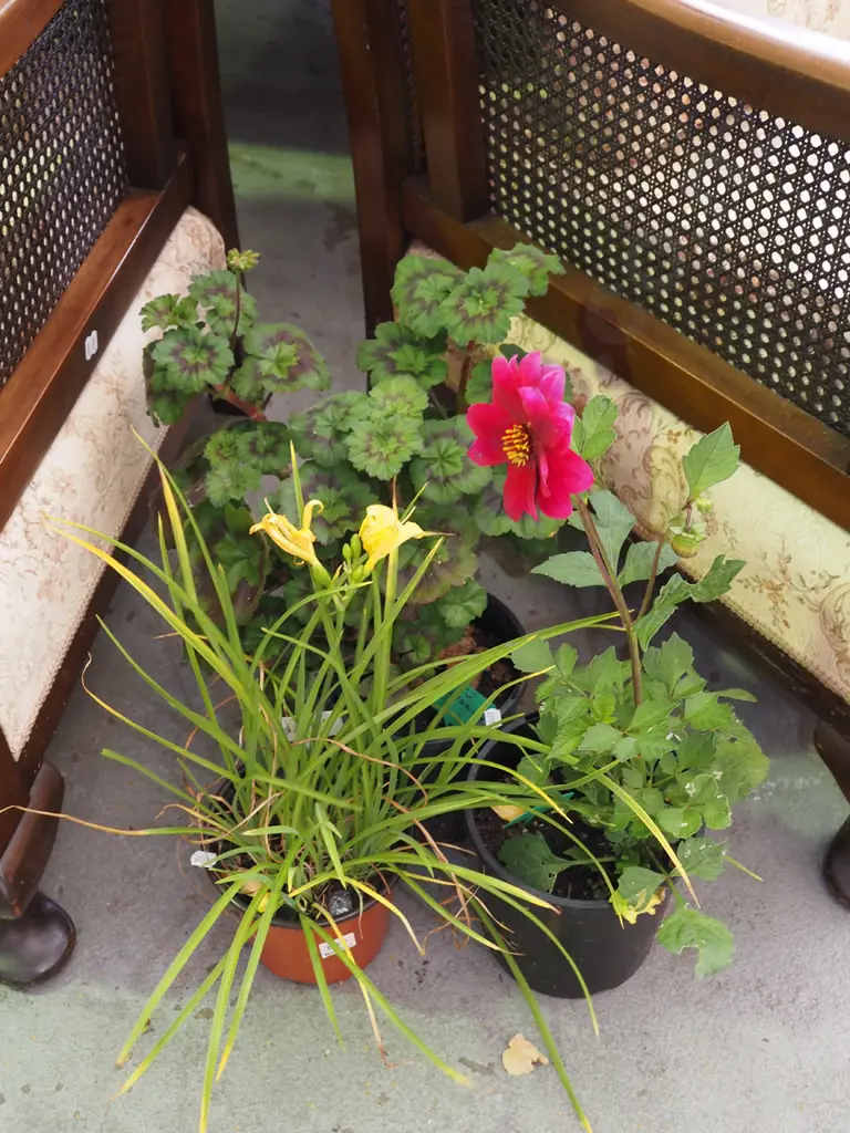 potted geranium, potted dahlia, potted day lily Image 1++