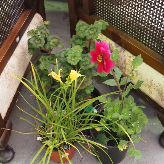 potted geranium, potted dahlia, potted day lily