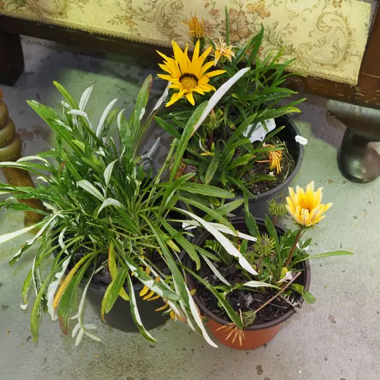 3x potted gazanias