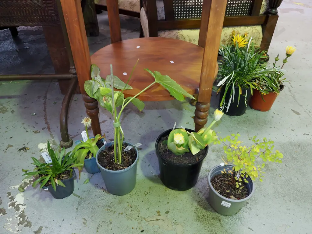 potted pineapple lily, lewisia pink, dragon arum vulgaris, thalictrum - meadow rue, blood lily Image 1++