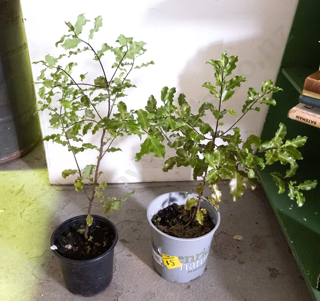 2x potted matipo Image 1++