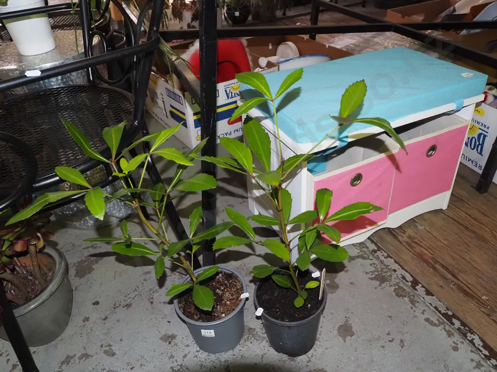2x potted pseudopanax Image 1++