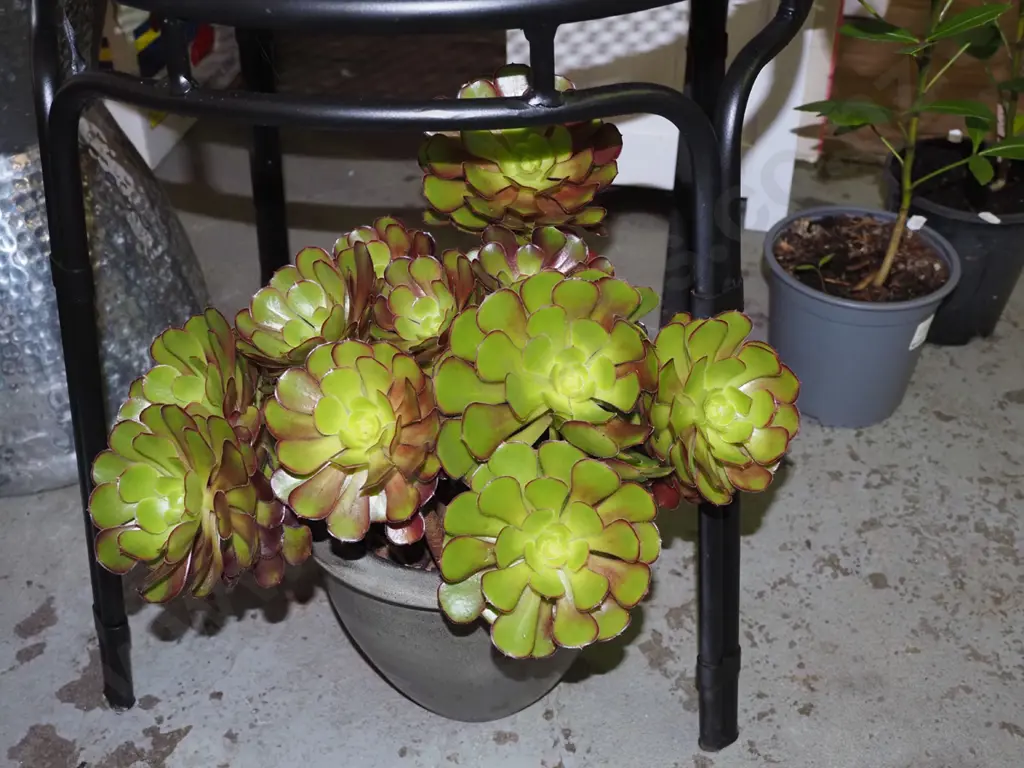 potted succulent Image 1++