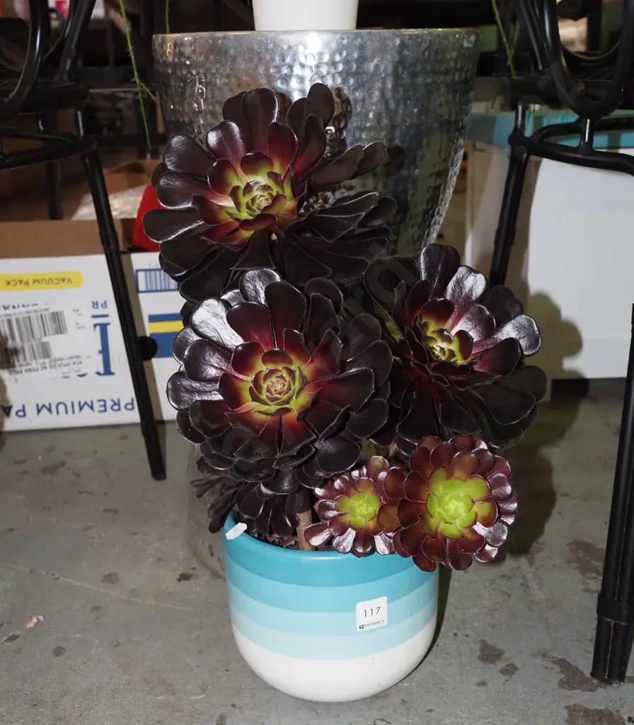 potted succulent Image 1++