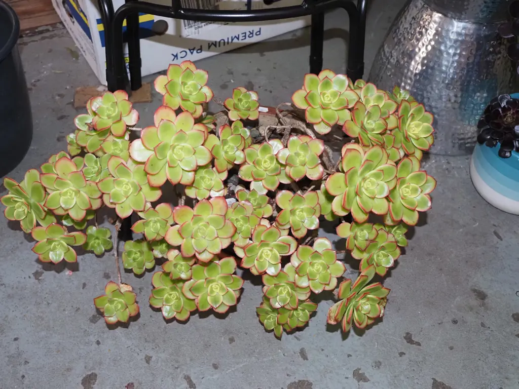 potted succulent Image 1++