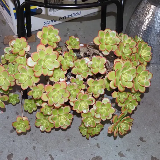 potted succulent