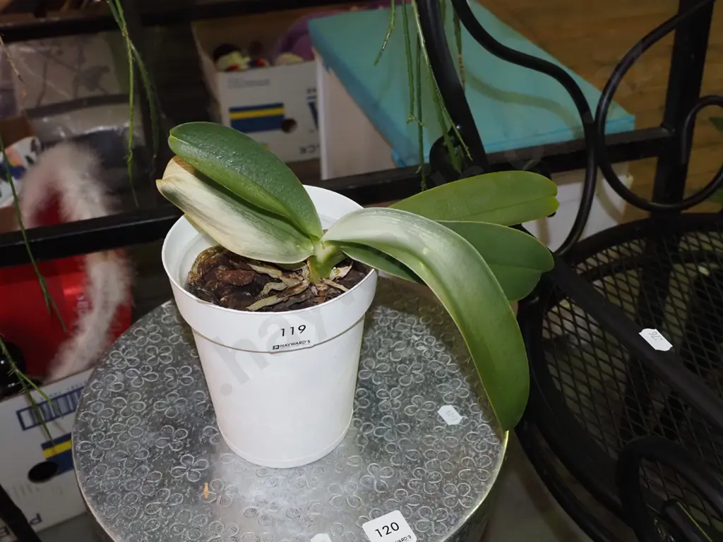 potted orchid Image 1++