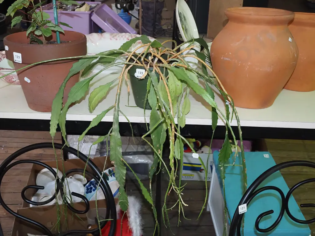 potted cacti Image 1++