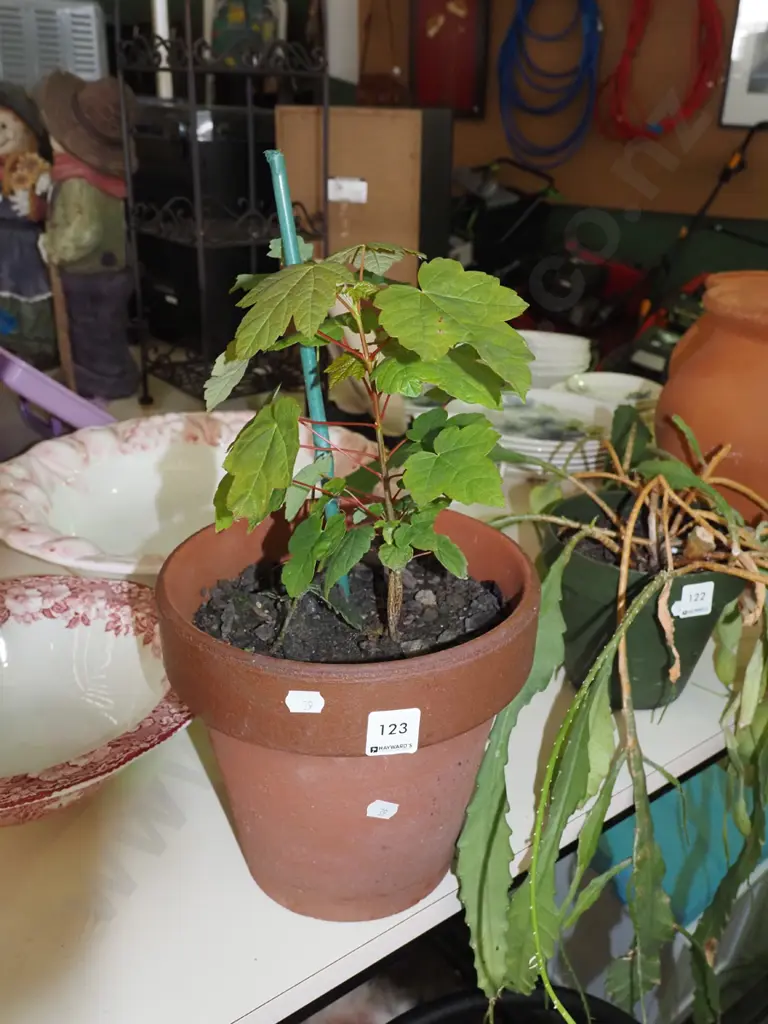 potted plant in terracotta planter Image 1++