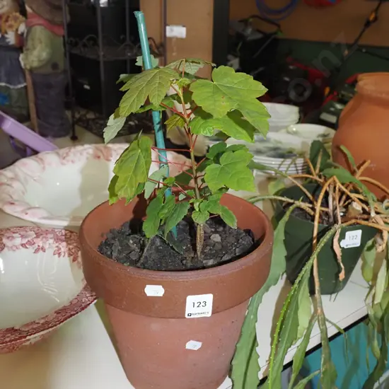 potted plant in terracotta planter