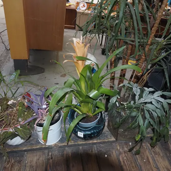 assorted indoor plants - bromeliad, cacti etc
