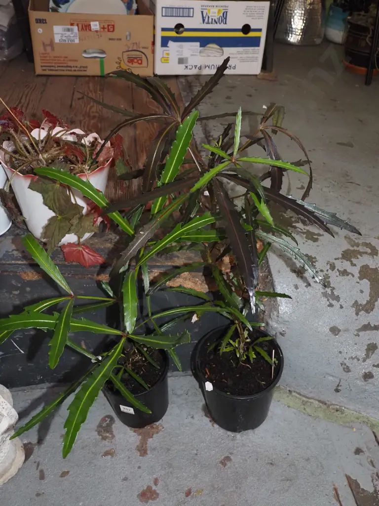 2x potted lancewoods Image 1++